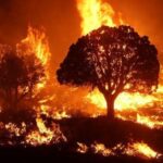Wildfires